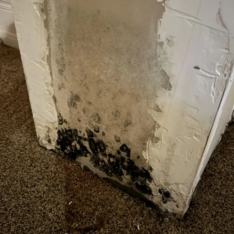 Professional Mold Removal in Banks County, GA